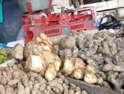 Harga Kencur Melonjak Usai Lebaran di Pasar Untung, Sentuh Rp150 Ribu per Kilogram