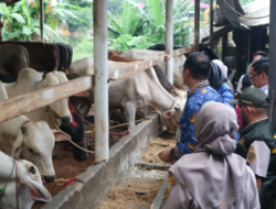 Stok Hewan Kurban di Lampung Dipastikan Surplus Jelang Idul Adha 2026