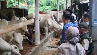 Stok Hewan Kurban di Lampung Dipastikan Surplus Jelang Idul Adha 2026